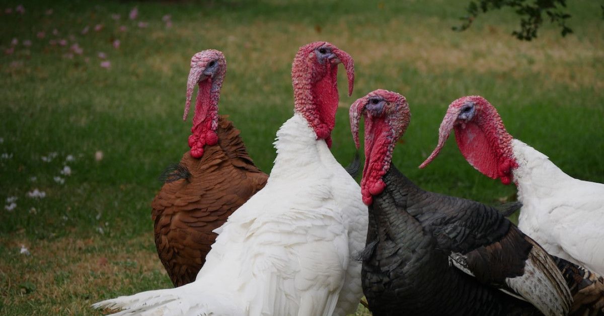 Count your blessings with a heartfelt Irish Thanksgiving prayer.