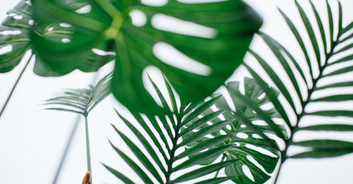 Sunday blessings: A joyful start to the week image